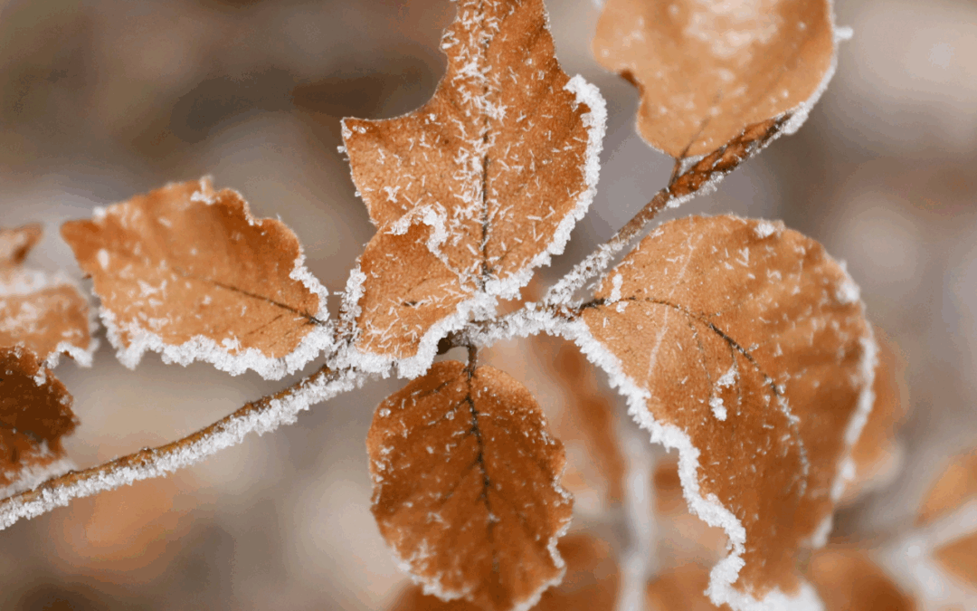 Mit Yang Sheng gesund und sicher durch die Grippemonate